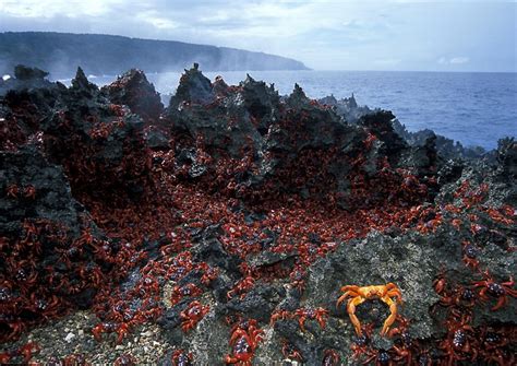 Christmas Island Highlights Christmas Island National Park - Bank2home.com