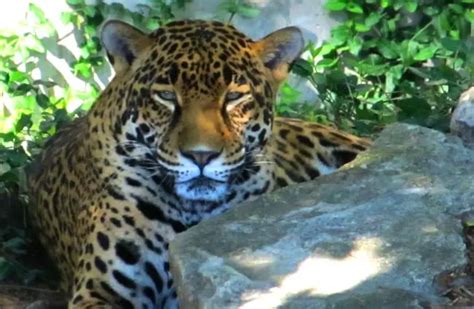 Jaguar - Description, Habitat, Image, Diet, and Interesting Facts