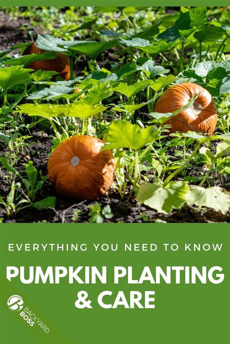 Pumpkin Planting Tips: How to Grow a Pumpkin in 2020 - Backyard Boss | Growing pumpkins, Pumpkin ...