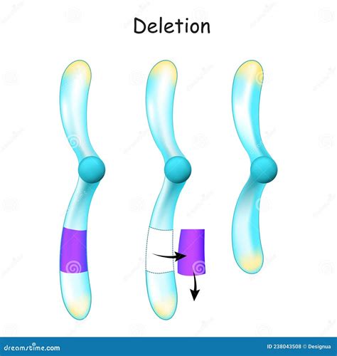 Chromosome Deletion. Genetic Mutation Stock Vector - Illustration of ...