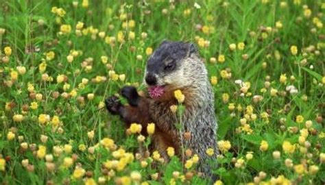 How to Get Rid of Groundhogs & Keep Them Away | Sciencing