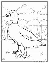 46 Cute Duck Coloring Pages Free PDF Printables sketch template