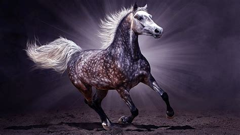 Arabian Horse Wallpapers - Top Free Arabian Horse Backgrounds ...