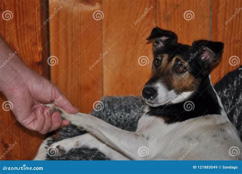 Petting dog stock image. Image of domestic, little, affectionate ...