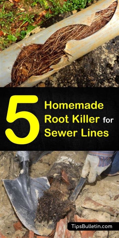 5 Homemade Root Killer for Sewer Lines Tips and Recipes