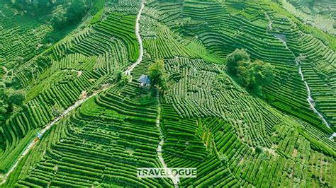 Longjing tea plantations in Hangzhou - CGTN