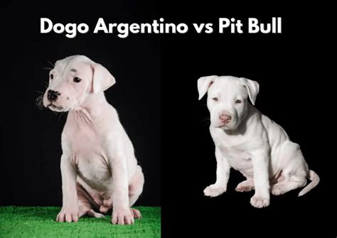 Dogo Argentino vs Pitbull : Main Differences - Pitbulls.org