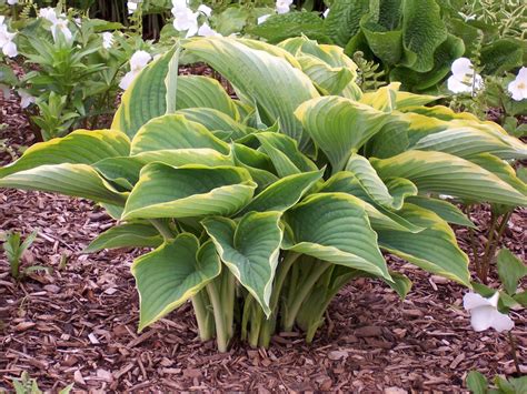 Green Hill Farm, Great New Hostas Wholesale and Retail | Hostas, Hosta ...