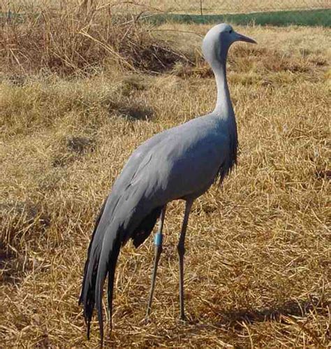 Crane | Bird Info and Photos | The Wildlife