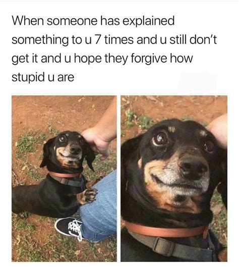24 Dachshund Memes That Will Totally Make Your Day - SayingImages.com