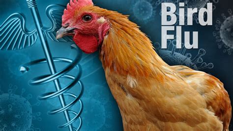 #H5N1: Bird Flu Detected In Kelantan; Outbreak Currently Contained