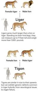 Can Tigers Mate With Lions: Ligers and Tigons, a Guide