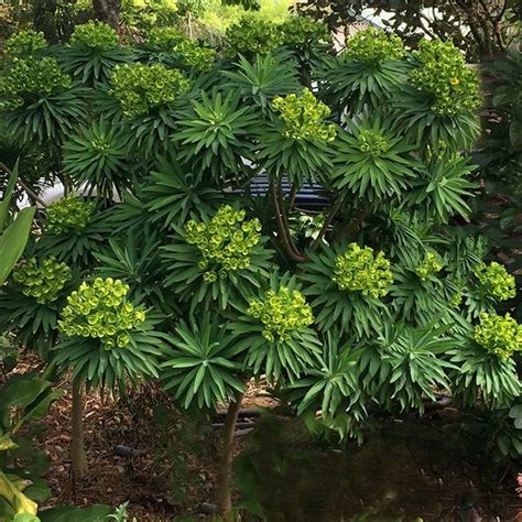 Euphorbia lambii | Tree Euphorbia | Nurseries Online