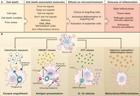 Decoding Cell Death Signals in Inflammation and Immunity: Cell