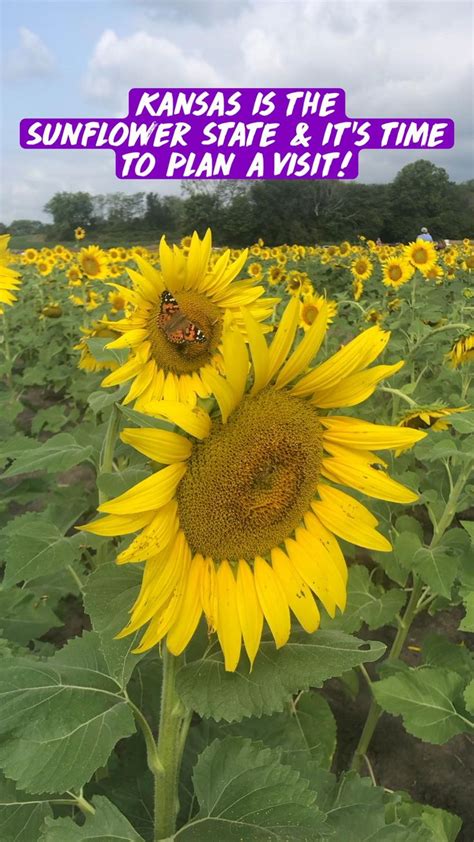 Kansas is the Sunflower State & it’s time to plan a visit!