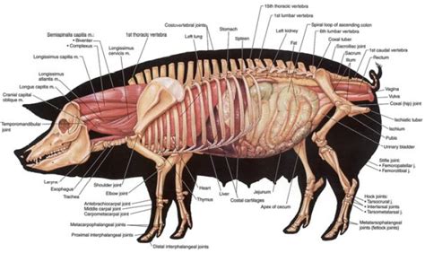 Anatomy of a Wild Boar - Matthews Hunting Experience