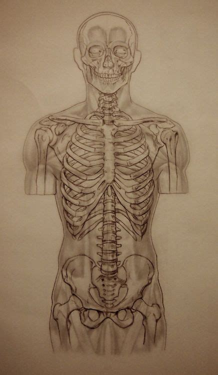 Scientific Illustration | Scientific illustration, Anatomy art, Illustration