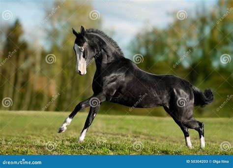 Black Akhal-teke Young Stallion Run Gallop Stock Image - Image of horse ...