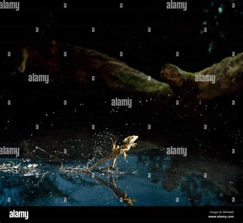 BASILISK LIZARD Basiliscus sp. running across water surface Stock Photo - Alamy