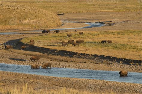 Buffalo Bison in Yellowstone 12204996 Stock Photo at Vecteezy