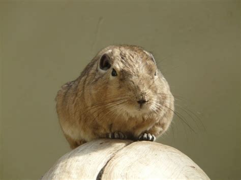 Gundi rodent free stock photos download (103 Free stock photos) for ...