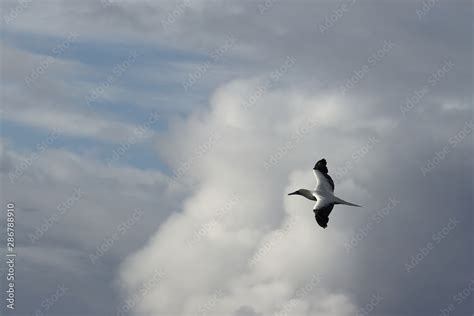 Red-footed Booby (Sula sula) bird flying on cloudy sky background. Marine bird in natural ...