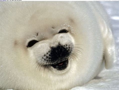 1615 best images about Adorable Seal Pictures on Pinterest | Canada, Harp seal and Underwater