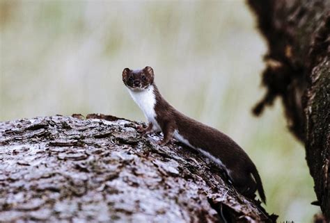 Stoats - Animals Around The Globe