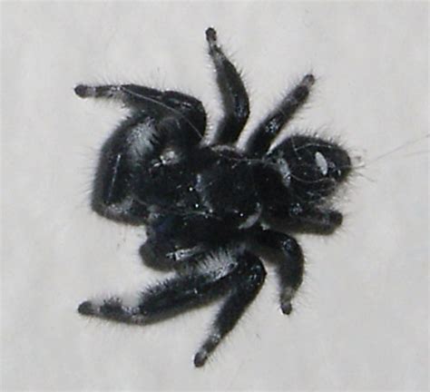 Daring Jumping Spider: Phidippus Audax | HubPages