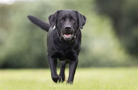 English Lab: A Complete Guide To This Show-Ring Labrador Retriever ...