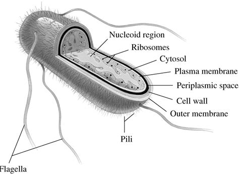 Archaebacteria differ from eubacteria in which one of the following ...