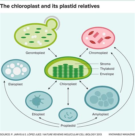 Plastids - Definition, Types, Structure and Function