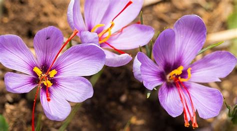 How To Saffron Crocus Bulbs | High Country Gardens