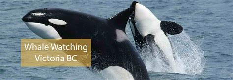 Whale Watching Victoria BC - Homepage Banner Image - Whale Watching Victoria BC