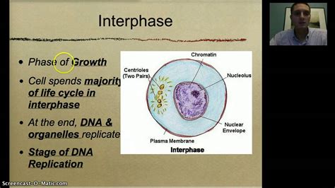 Interphase / CELL CYCLE (INTERPHASE, mitosis, CYTOKINESIS) - YouTube ...