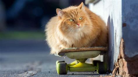 How to Teach Your Cat Tricks | Lifehacker