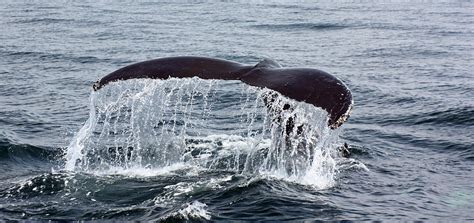 Humpback Whale Flukes Photograph by Jean Clark - Pixels