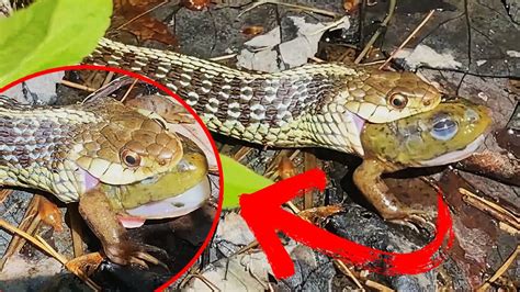 SNAKE CATCHES AND EATS FROG ALIVE - YouTube