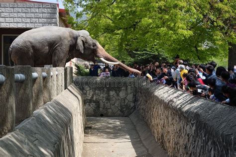 Pyongyang, North Korea. Zoo Editorial Photo - Image of capital, person ...