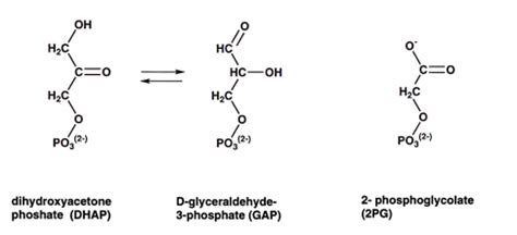 Triose Phosphate