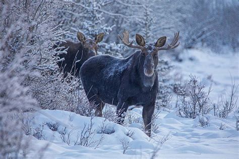 Moose Winter Wallpapers - Wallpaper Cave