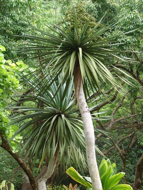 Polynesian Produce Stand : ~DRAGON BLOOD TREE~ Dracaena draco UNIQUE ANCIENT TREE Live 6+in Pot ...