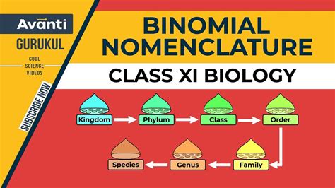 Binomial Nomenclature Examples Of Animals