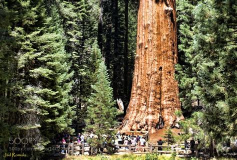 Hyperion Redwood Tree the oldest tree in the world!!! | Tree, Redwood tree, Sequoia trees