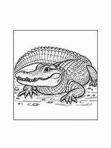 Alligator coloring pages sketch template