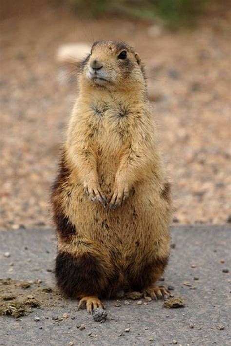 What's the Difference Between Gophers, Groundhogs and Prairie Dogs? | HubPages