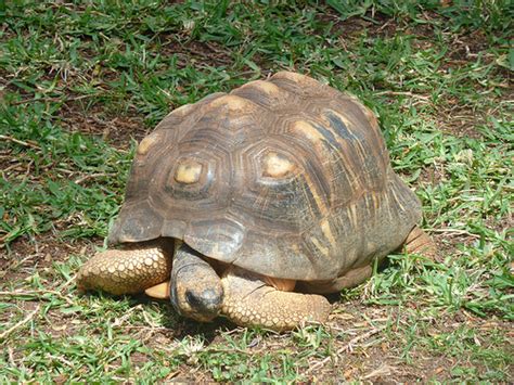 Radiated Tortoise - Ten Random Facts