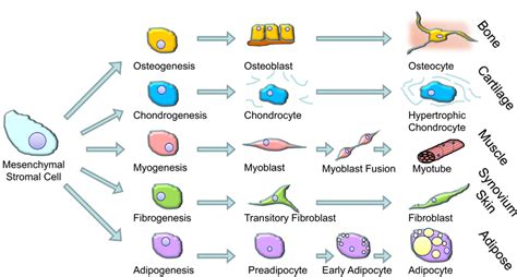 Mesenchymal stromal cells