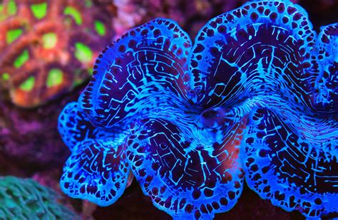 Are Giant Clams Reef Safe? | Tridacna Clams | AlgaeBarn