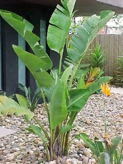 Giant Bird of Paradise - Hello Hello Plants & Garden Supplies